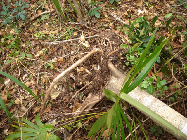 dsc00557.jpg